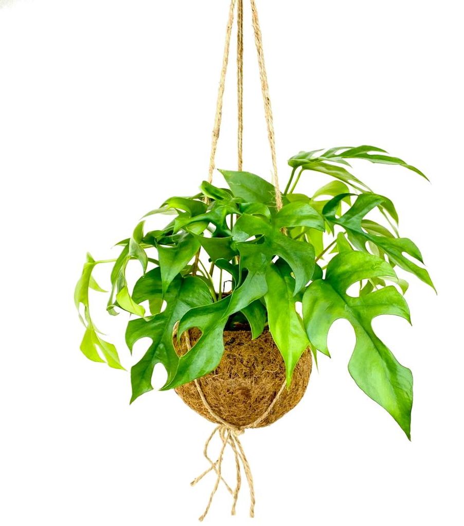 Kokodama - Fensterblatt im XL-Kokodama-Gefäß zum Hängen - Monstera minima - ca. 17cm
