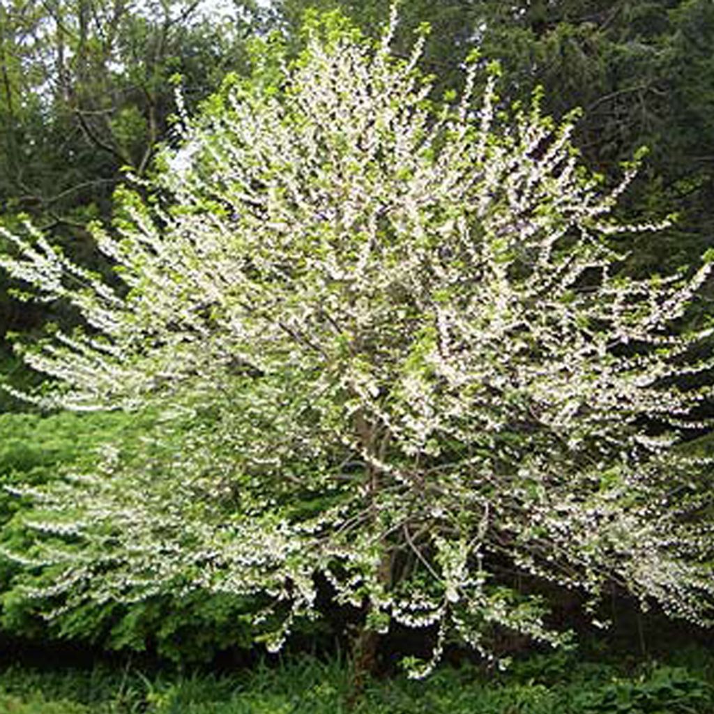 Albero dei bucaneve - Halesia carolina | 30-40 cm in vaso Immagine del prodotto 