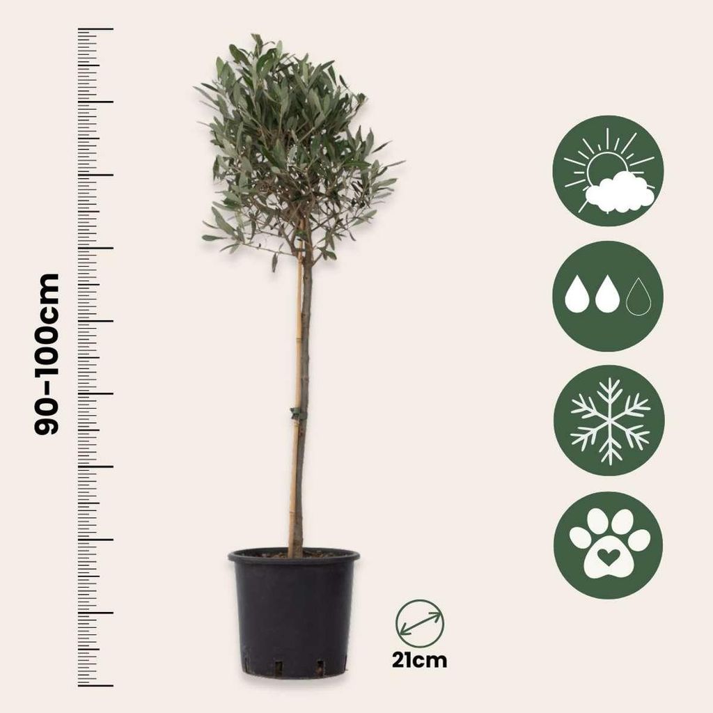Olivenbaum 2 Stk Olea europaea 90-100cm hoch