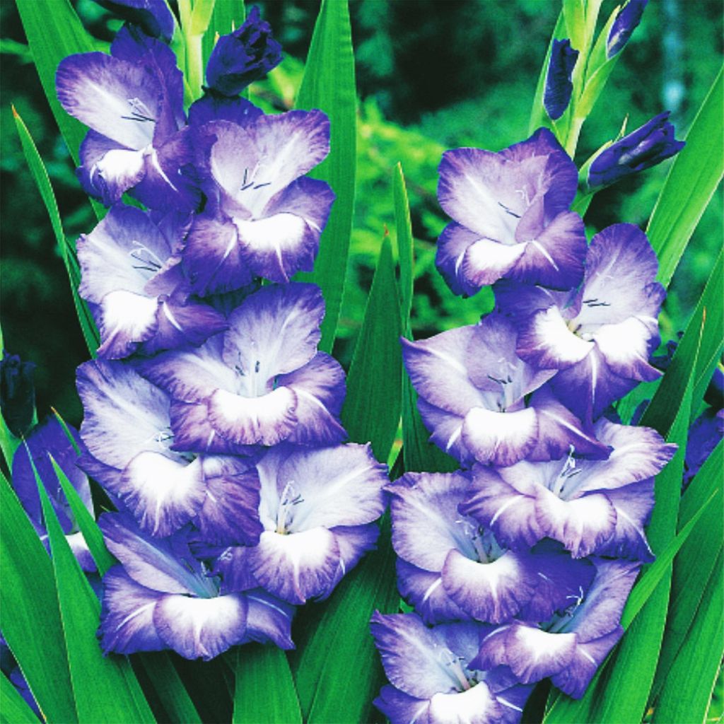 Gladiolo a fiore grande Nori 5 pezzi Gladioli bulbi di Immagine del prodotto 