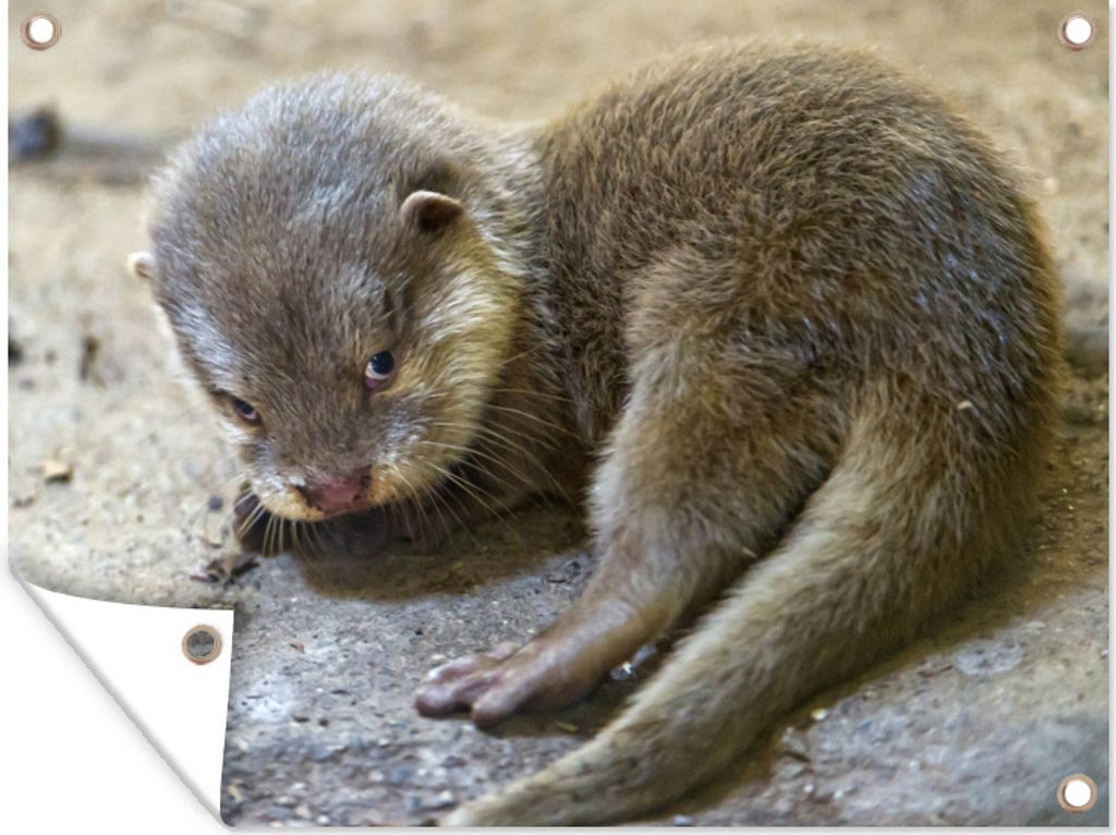 MuchoWow 80x60 cm Outdoor-Poster Gartendeko Sichtschutz Garten Poster für den Garten Junger Otter