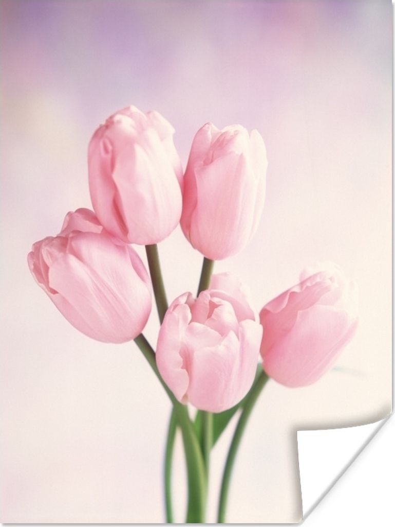 MuchoWow Poster Nahaufnahme von rosa Tulpen 120x160 cm - Wandbilder