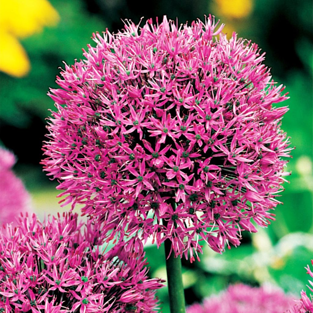 Blumenzwiebeln Zwiebeln Zierlauch Allium Aflatunense 3 St. Produktbild 