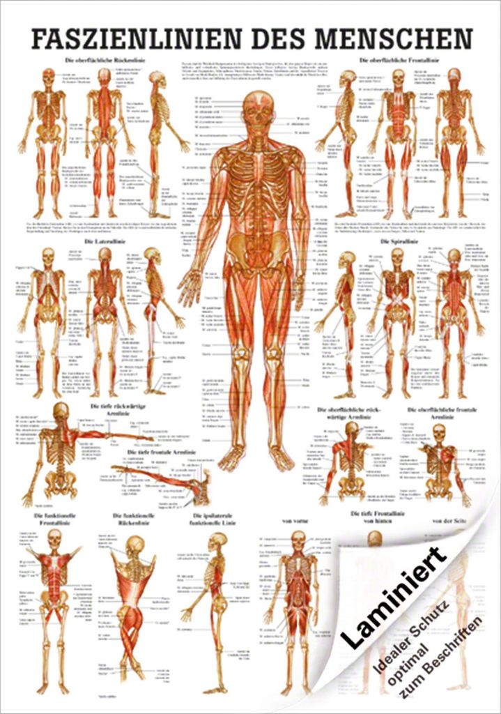 Mini-Poster "Faszien des Menschen", LxB 34x24 cm Produktbild 