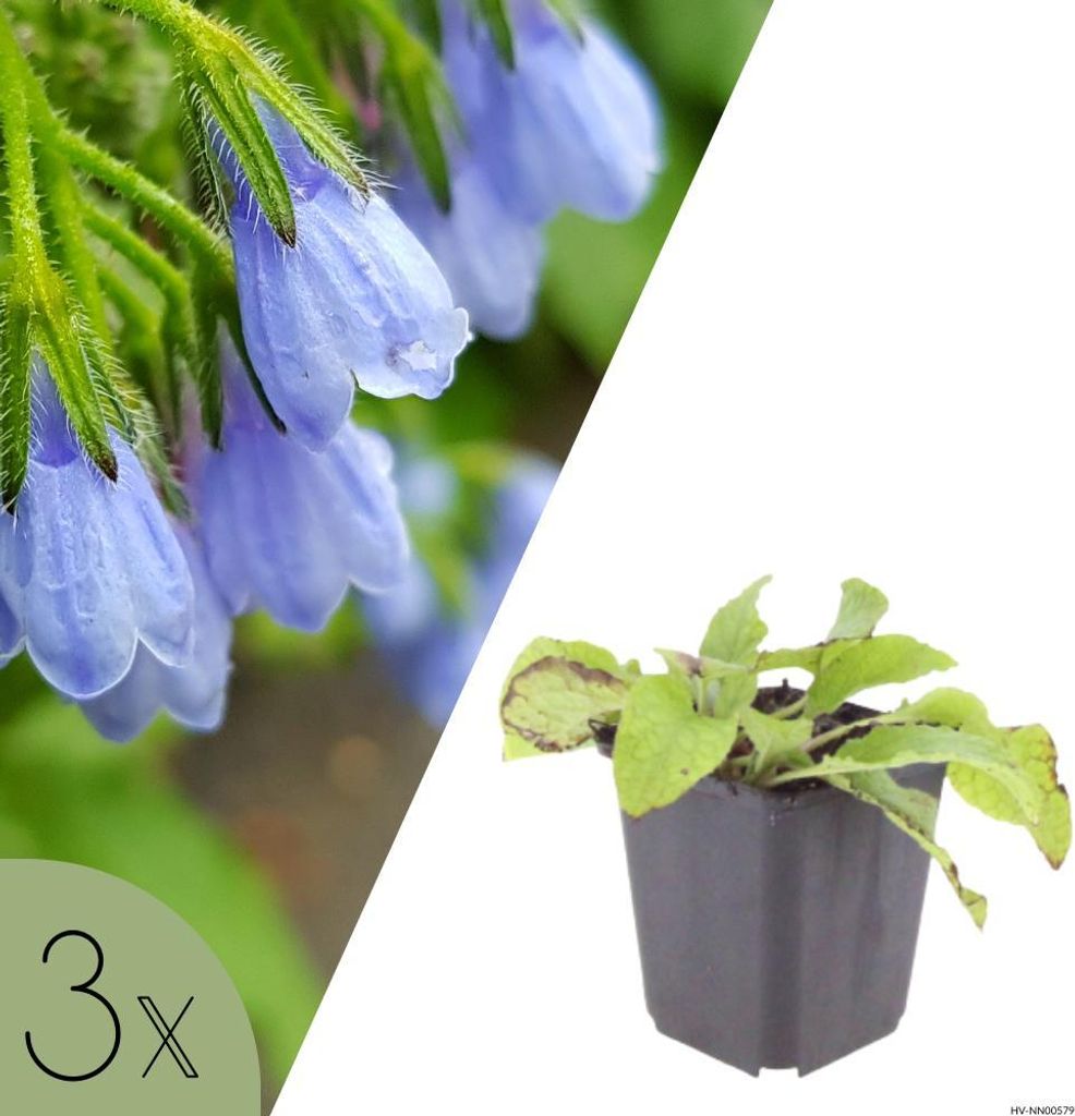 Beinwell Wisley Blue, Set mit 3 Pflanzen, Symphytum grandiflorum Wisley Blue, Bodendecker für Halbschatten