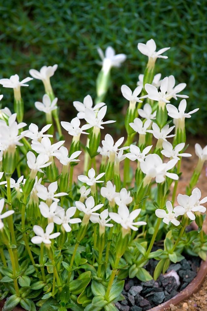 Gentiana asclepiadea 'Alba', Enzian, weiß, ca. 9x9 cm Topf Produktbild 