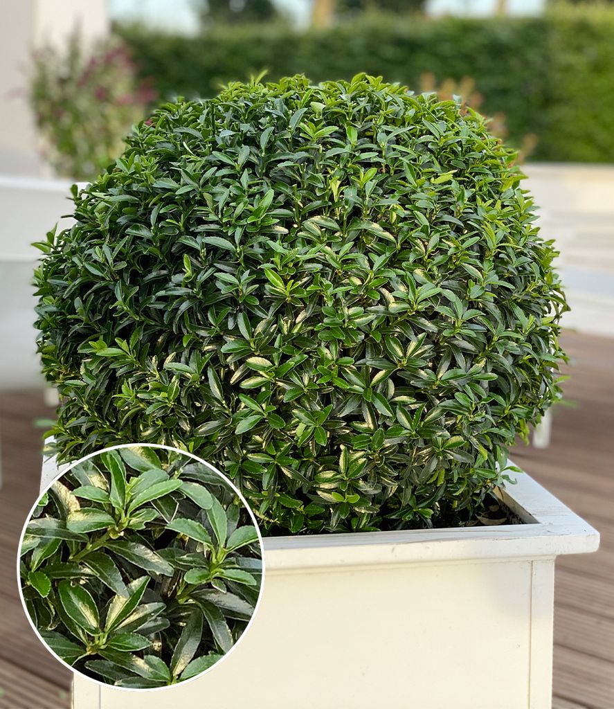 BALDUR Garten 1x Euonymus 'Green Empire®', Pflanze im 9x9 Produktbild 