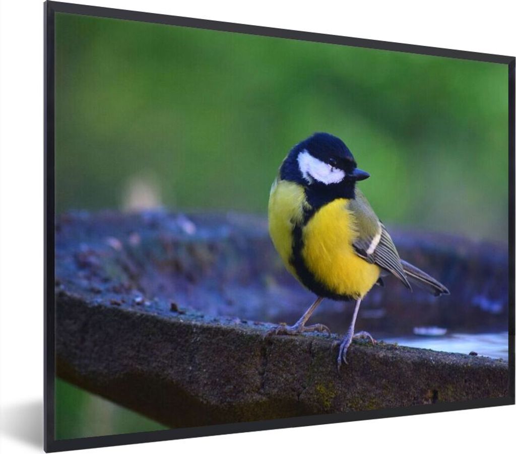 MuchoWow Gerahmtes Poster Große Meise auf einer Granit-Vogeltränke 40x30 cm - Poster mit Schwarzem Bilderrahmen Wandposter Rahmen Foto Bilder -...