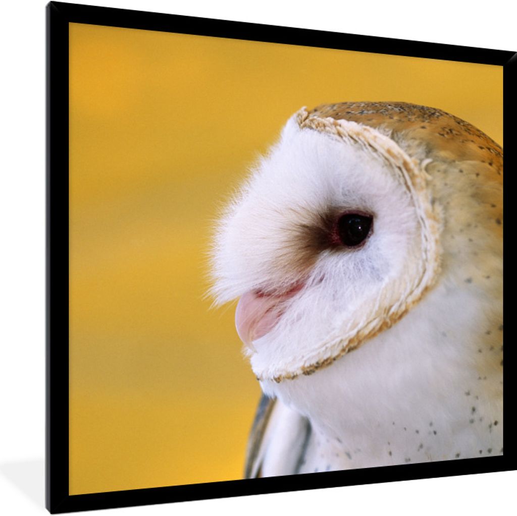 MuchoWow Gerahmtes Poster Eule - Gelb - Tier 40x40 cm - Poster mit Schwarzem Bilderrahmen Wandposter Rahmen Foto Bilder - Mit Rahmen - Wanddekora...