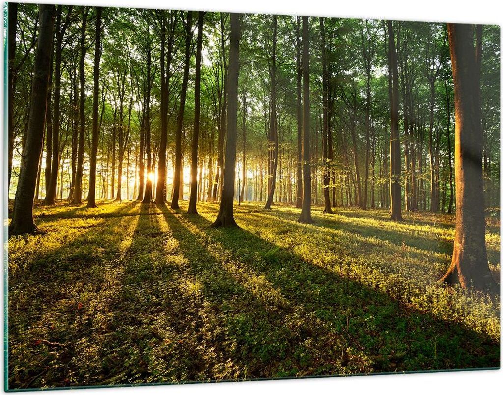 Bilder auf glas - Wald grün Sonnenstrahlen Natur - 120x80cm - Glasbilder - Wandbilder - Kunstdruck - zum Aufhängen bereit - Wanddekoration aus Gl...