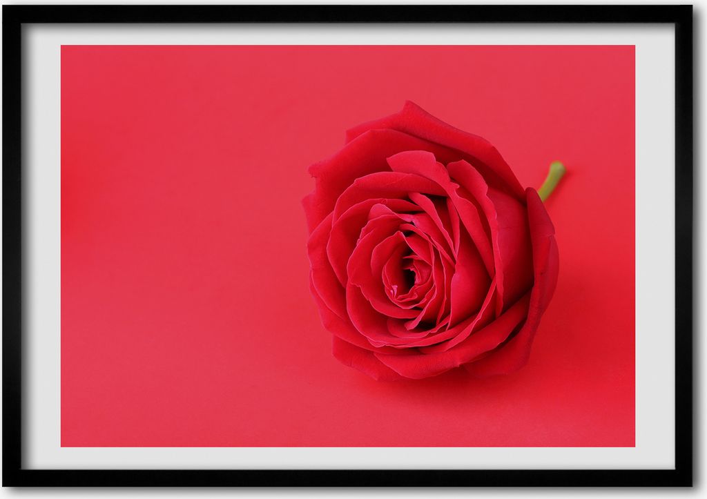 Bild - Bilder - Bilderrahmen - 70 cm x 50 cm - MDF-Rahmen, Wandkunst rote Rose