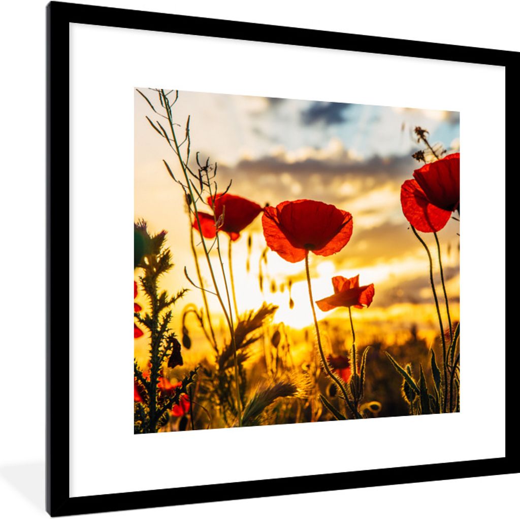 MuchoWow Gerahmtes Poster Rote Mohnblumen bei Sonnenaufgang 40x40 cm - Poster mit Schwarzem Bilderrahmen Wandposter Rahmen Foto Bilder - Poster -...