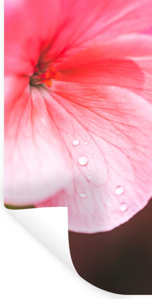 MuchoWow Wandtattoo Wandsticker Wandaufkleber Wassertropfen auf der rosa Geranie 80x160 cm Selbstklebend und Repositionierbar - Sticker - Dekorfolie