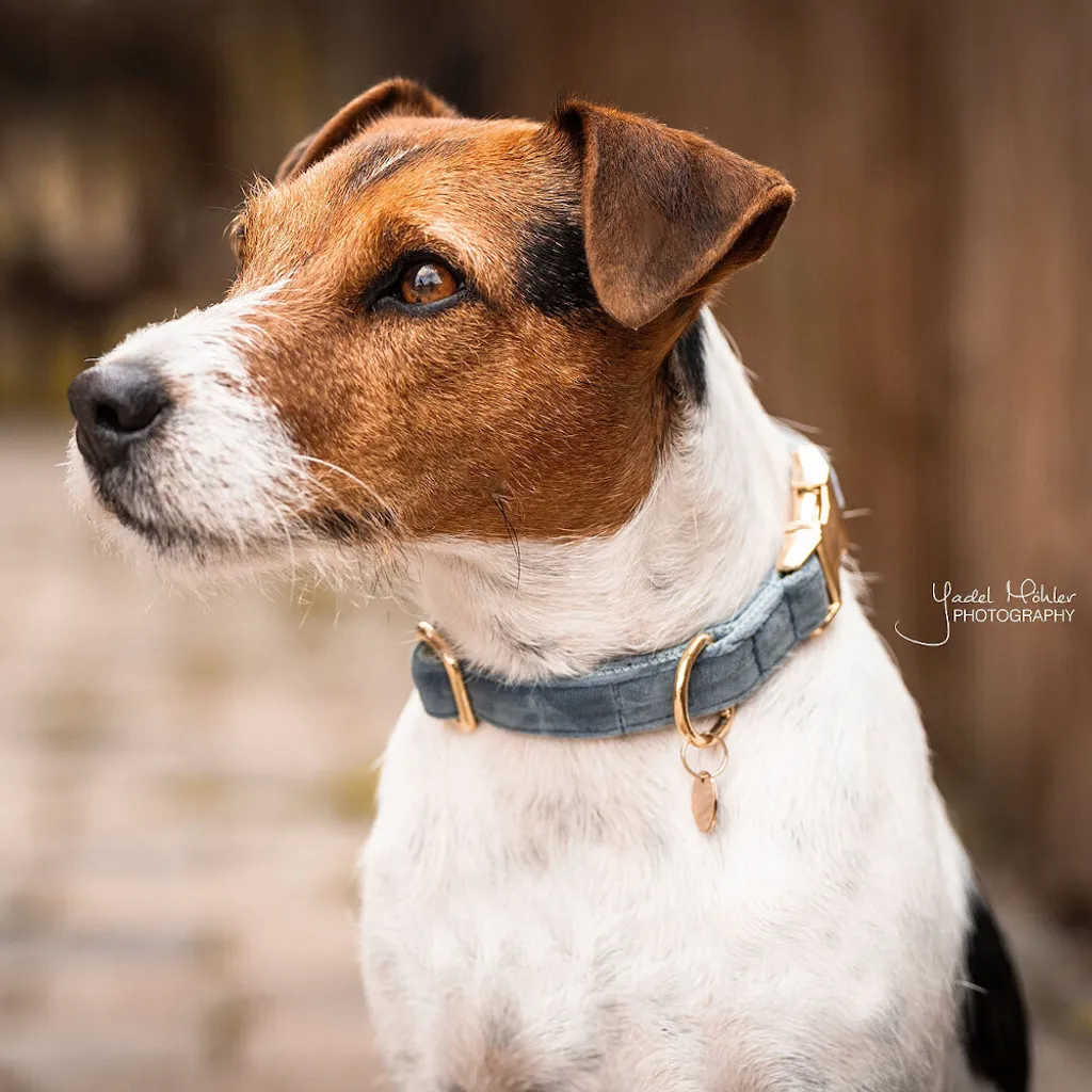 Collare Kentucky Dogwear Azzurro M | Velluto e Nylon Rinforzato