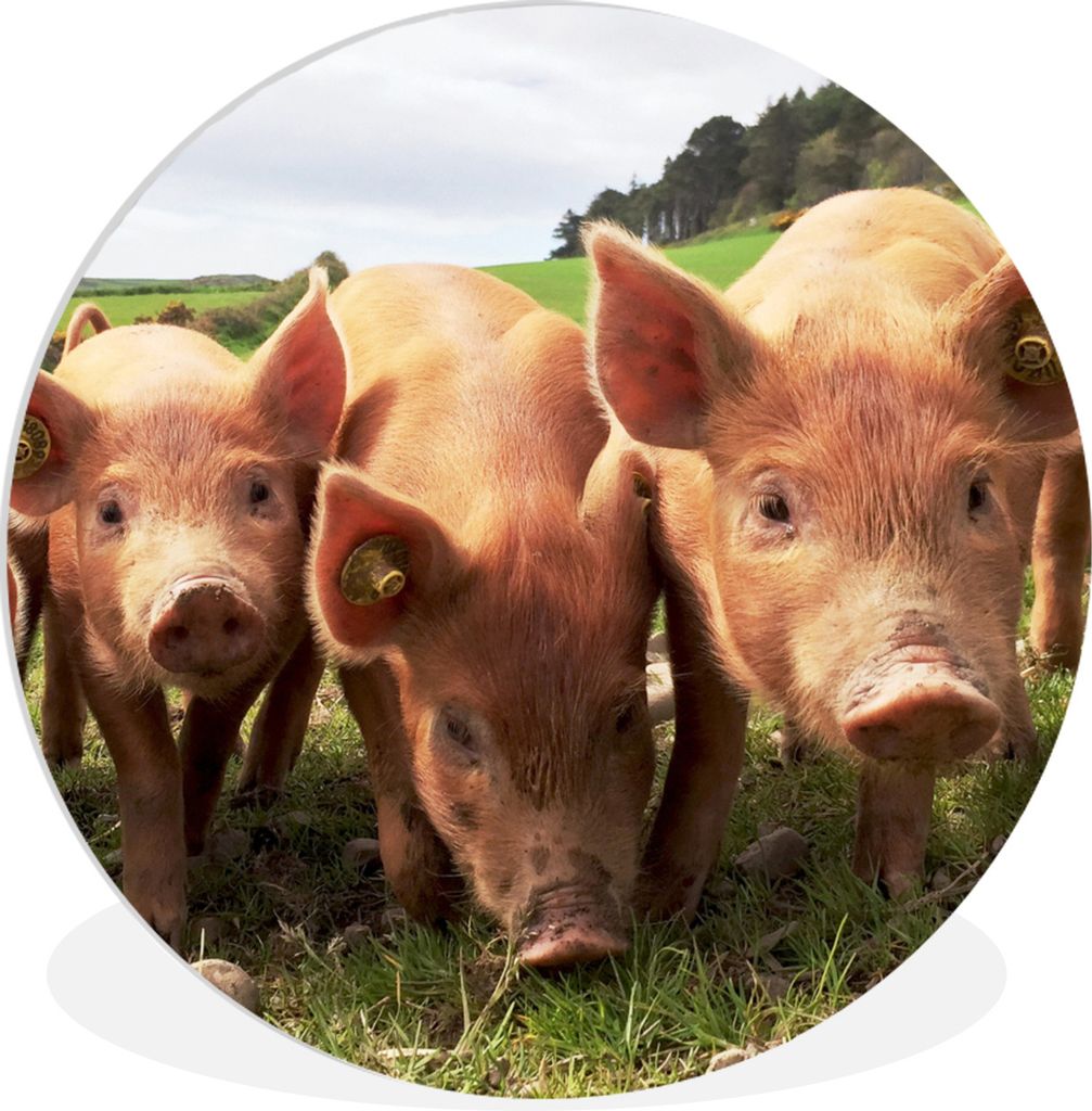 MuchoWow Rundes Wandbild - Runde Bilder Ferkel - Gras - Tiere Ø 90 cm Kreis Wanddekoration Kunststoff - Wandkreis - Wandschmuck - Wand-Kreis - W...