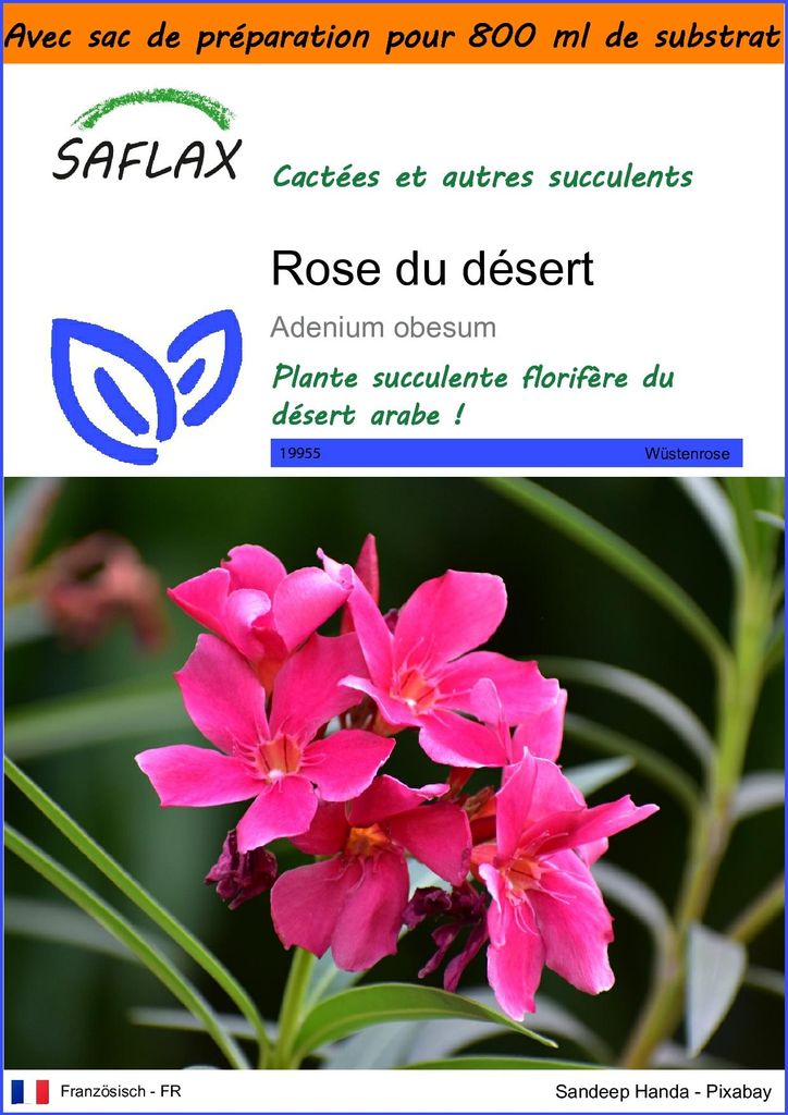 SAFLAX Garden in the bag - Rose du désert - 8 graines - Image du produit 