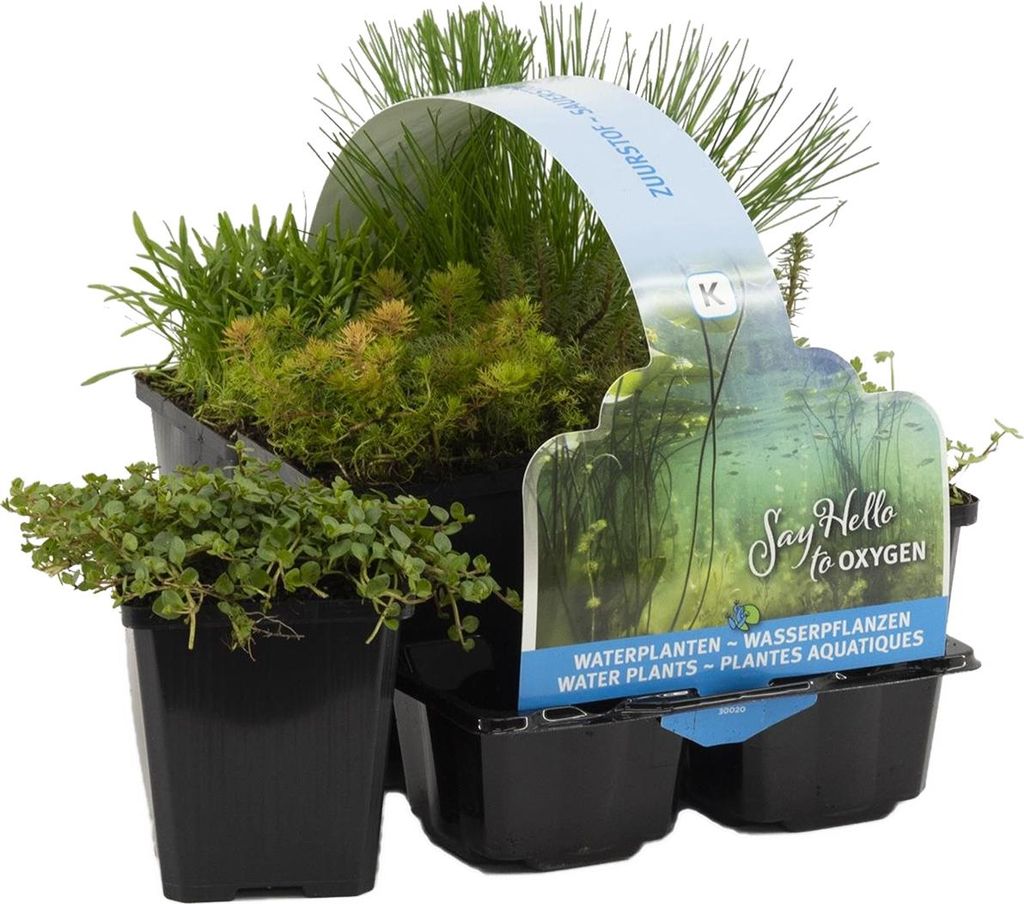 Bloomique - 6er Set - Sauerstoff Teichpflanzen - Produktbild 