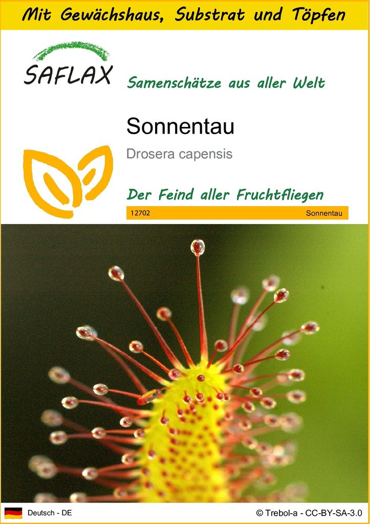 SAFLAX Anzucht Set - Sonnentau - Drosera capensis - 200 Samen - Mit Mini-Gewächshaus, Anzuchtsubstrat und 2 Töpfen