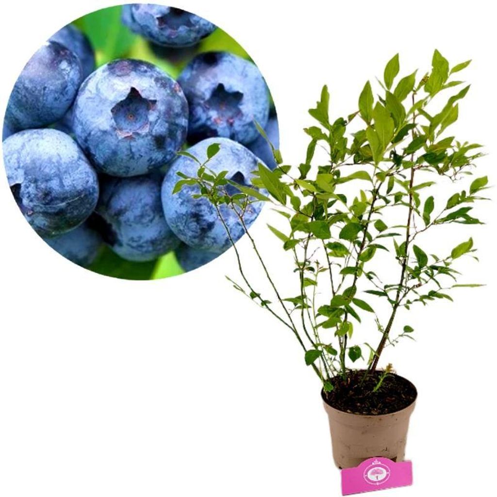 A close-up of blueberries next to a potted blueberry plant.