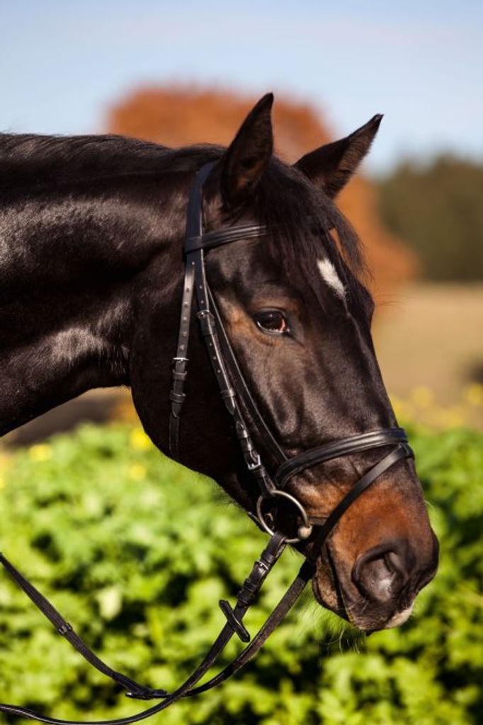 Covalliero Trensenzaum Standard englisch kombiniert Trense Schwarz Full