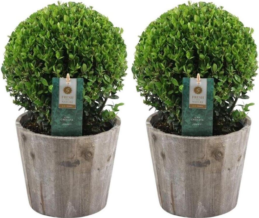Plants by Frank | Echte Stechpalme Kugel im Holztopf | Ilex Produktbild 