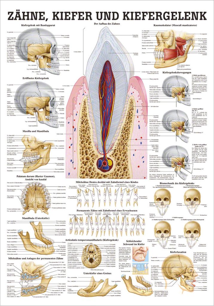 Zähne und Kiefergelenk Mini-Poster Anatomie 34x24 cm medizinische Lehrmittel