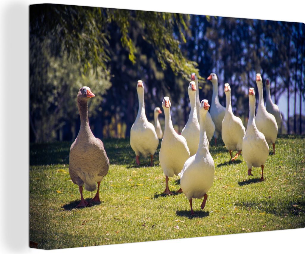 OneMillionCanvasses - Leinwandbilder - 140x90 cm, Ein Bild von einer Gruppe von Gänsen, die auf die Kamera zugehen, Wandbilder Kunstdruck Wandde...