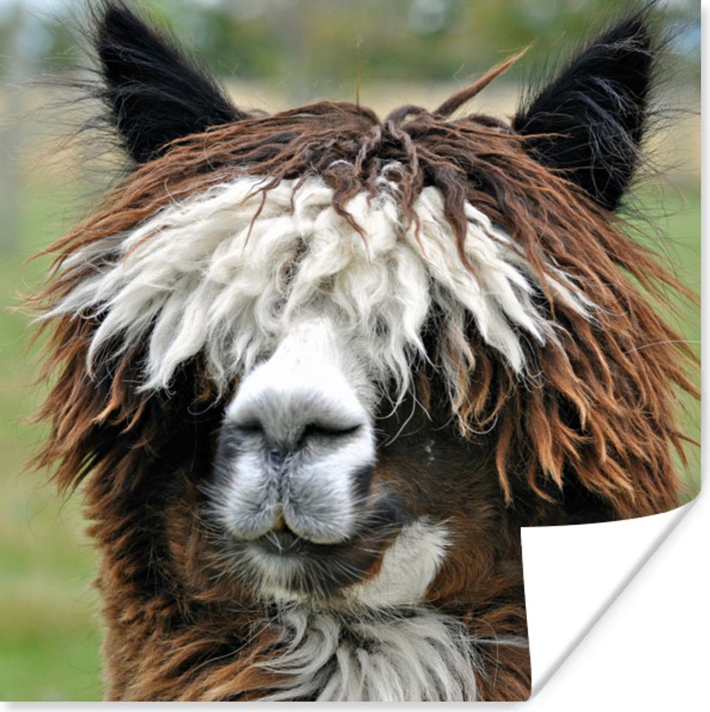 MuchoWow Poster Alpaka - Fell - Braun 75x75 cm - Wand Dekoration