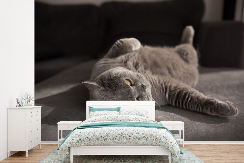 MuchoWow Fototapete für Wohnzimmer oder Schlafzimmer Wandtapete Vinyl Motivtapete Tier - Katze - Grau - 600x400 cm - Vinyltapeten