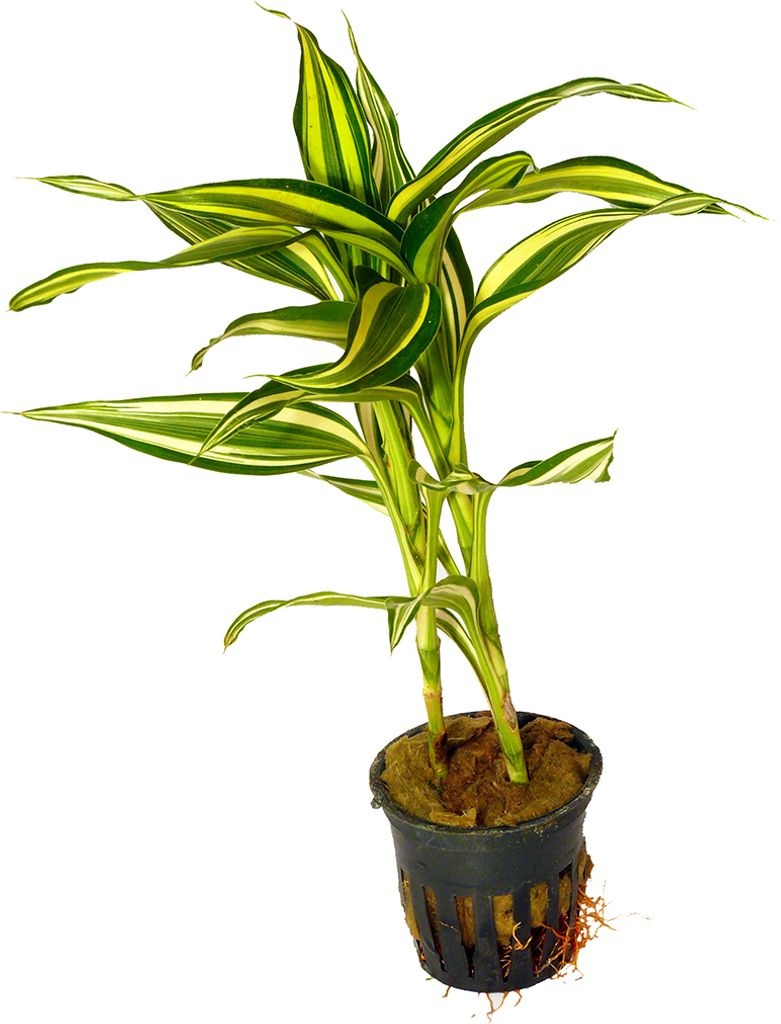 1 Topf Drachenbaum weiß (Dracaena sanderiana)
