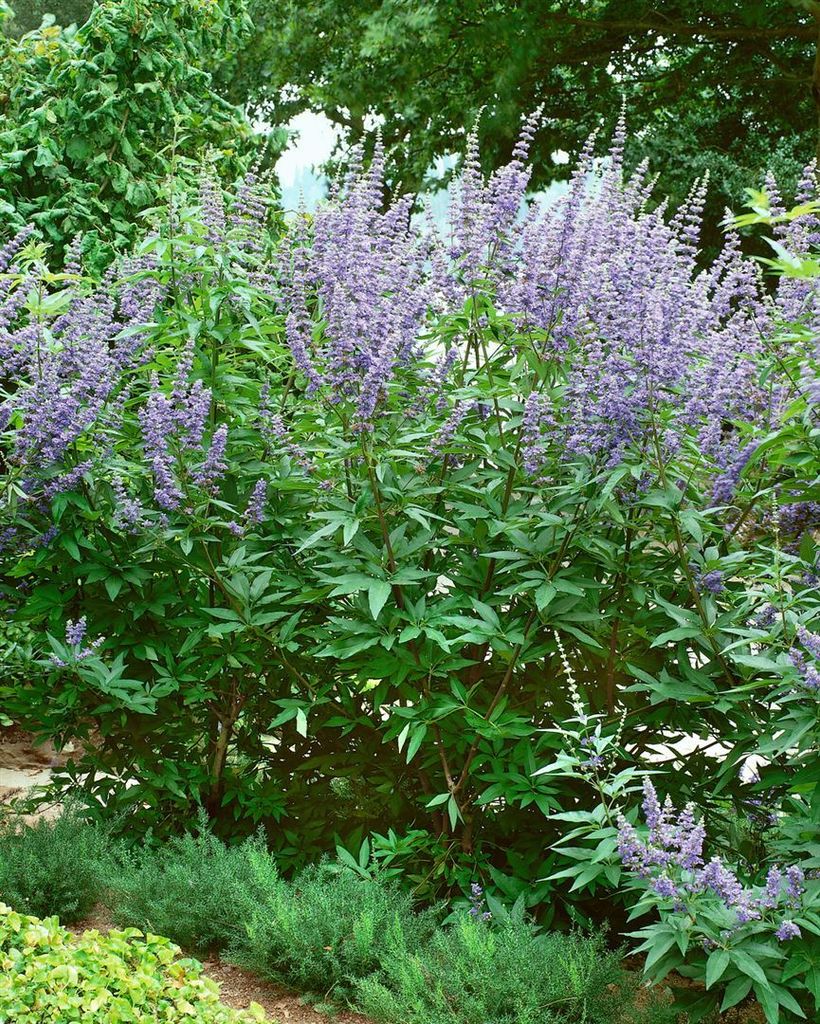 Vitex agnus-castus, Mönchspfeffer, 40–60 cm