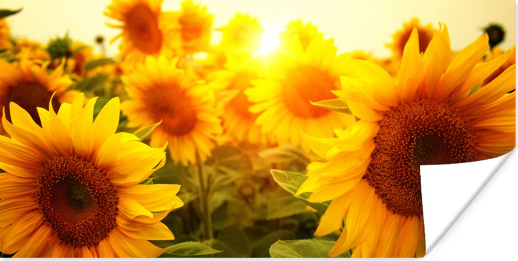 MuchoWow Poster Sonnenblume - Gelb - Blumen - Sonne 160x80 cm - Foto Poster