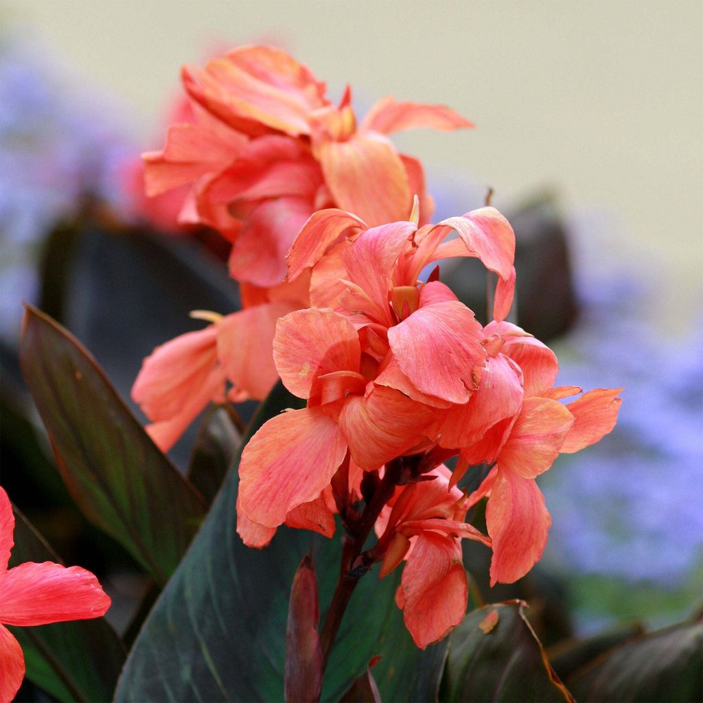 Bakker.com - Blumenrohr Angelique, Das beutel von 1 blumenzwiebel, verkauft im 6er-Pac