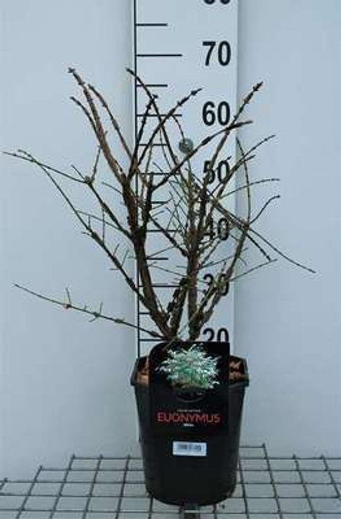 Euonymus alatus - Korkflügelstrauch 40- 50 cm Container