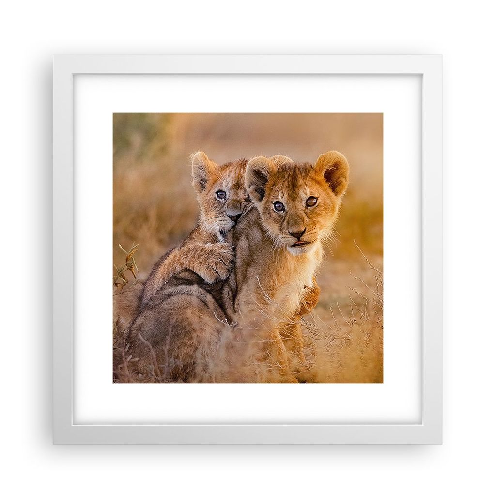 Gerahmtes Poster - Weißer Rahmen - Löwe Natur Tier - 30x30 cm - Wand Bild - Wanddeko - Wandbilder - Kunstposter - Wandposter - Bilderrahmen - Bil...