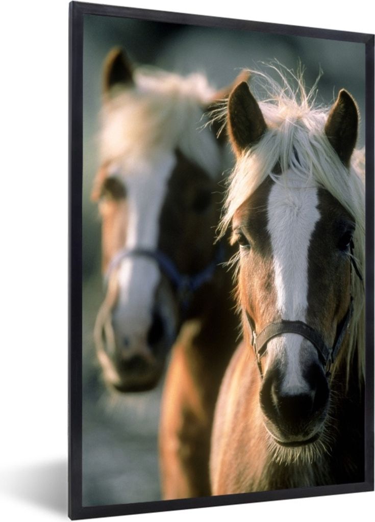 MuchoWow Gerahmtes Poster Zwei Haflinger Pferde 40x60 cm - Poster mit Schwarzem Bilderrahmen Wandposter Rahmen Foto Bilder - Papierdruck - Wandbi...