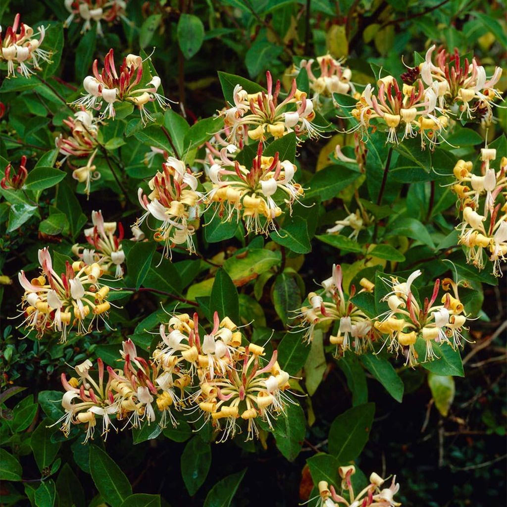 2er-Set - Lonicera Henryi - Geißblatt - Orange, Rot - Kletterpflanzen - Gartenpflanzen - Winterhart - Immergrün - 50-70 cm Hoch - Topf 15 cm