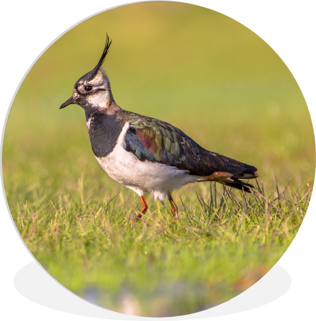 MuchoWow Rundes Wandbild - Runde Bilder Vogel - Gras - Natur - Tiere - Kiebitz Ø 90 cm Kreis Wanddekoration Kunststoff - Wandkreis - Wandschmuck...