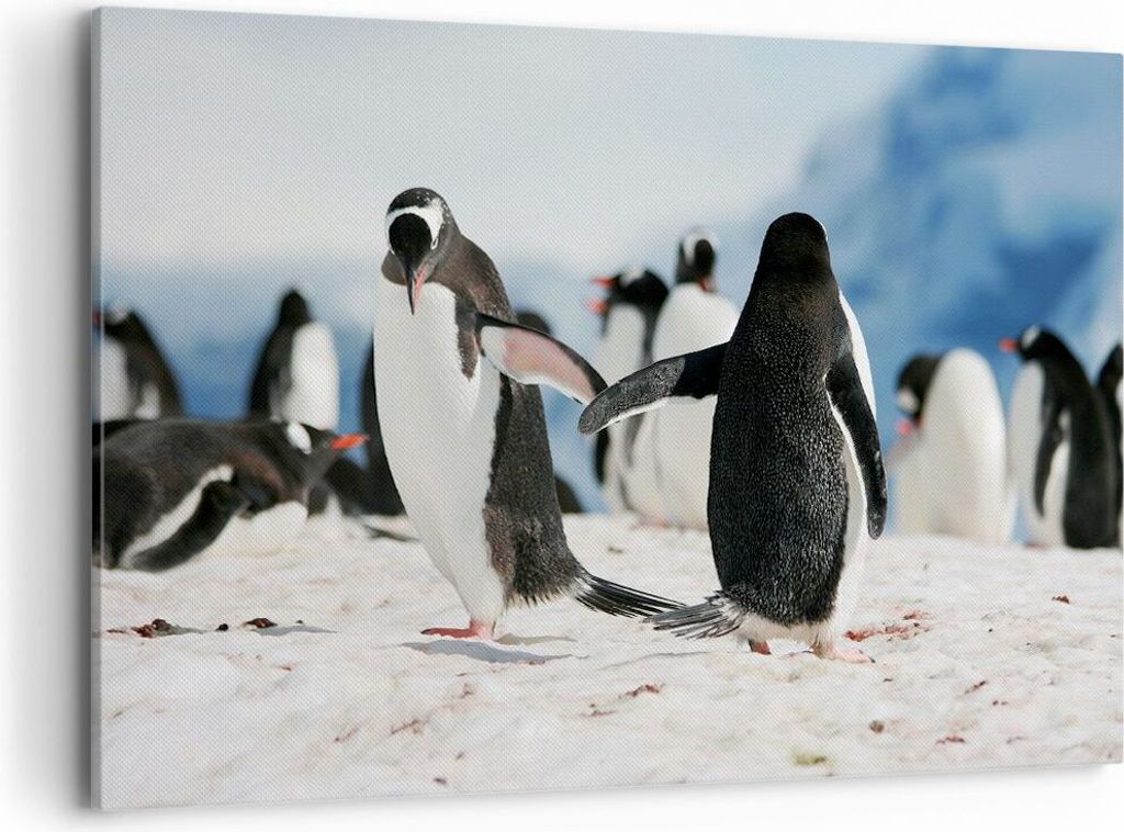 Bild auf Leinwand - Leinwandbild - Pinguine Winter Natur Schnee - 120x80cm - Wand Bild - Wanddeko - Leinwanddruck - Bilder - Kunstdruck - Wanddekor...