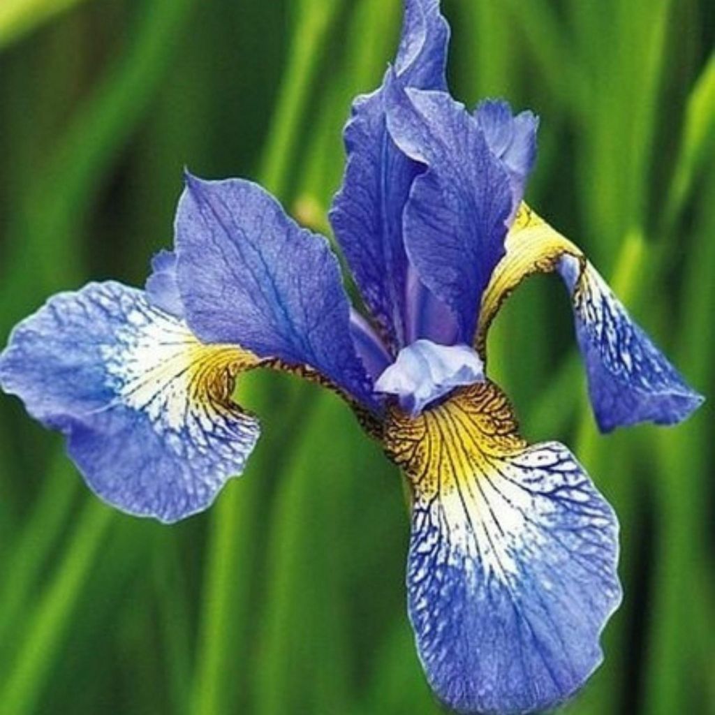 Iris Rhizom Staude Iris Sibirische Sumpf-Schwertlilie Perry s Blue 1 St.