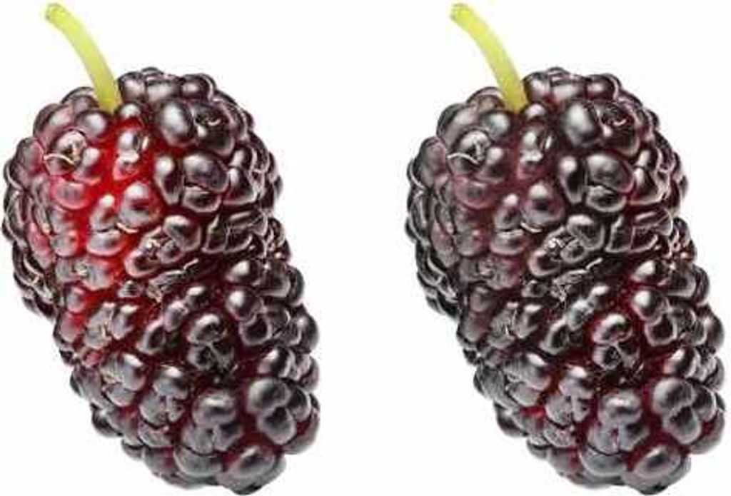 Trpasličí moruše 'Mojo Berry', 50–70 cm – Morus Obrázek produktu 