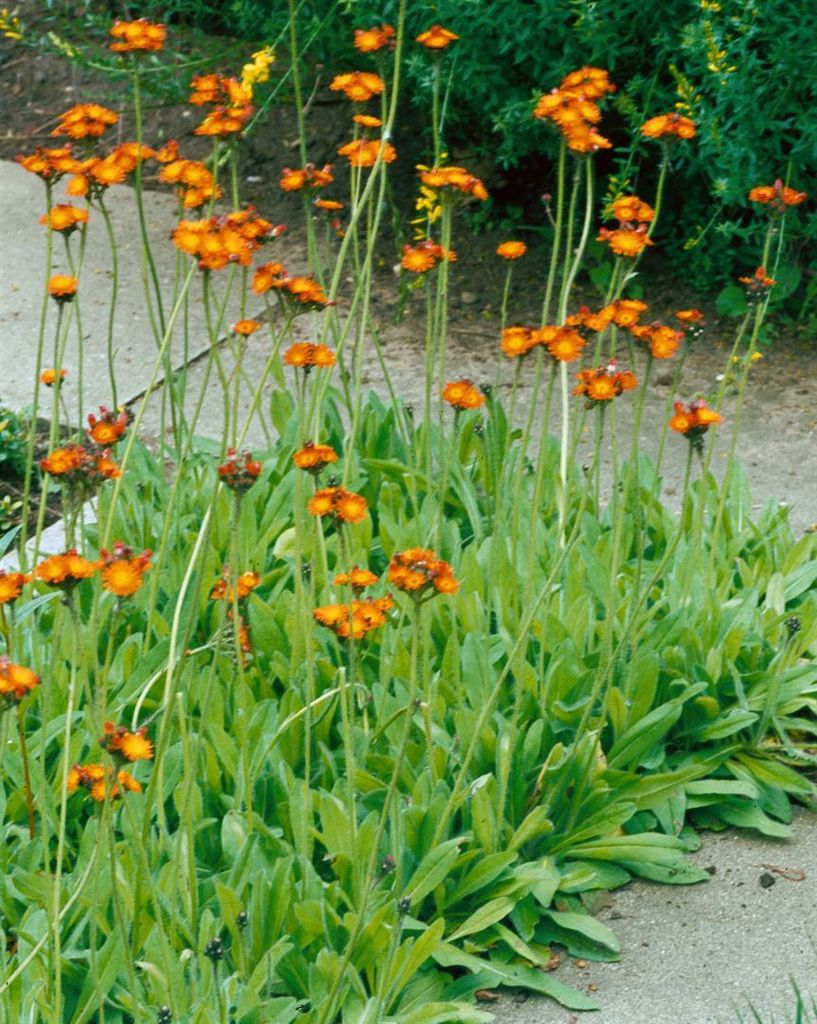 A cluster of orange flowers with green foliage in a garden setting.