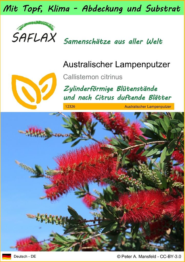 SAFLAX Garden to go - Australischer Lampenputzer - Callistemon citrinus - 400 Samen - Mit Topf, Klima - Deckel und Anzuchtsubstrat