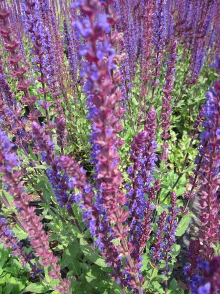Garten Salbei Caradonna - Salvia nemorosa Produktbild 