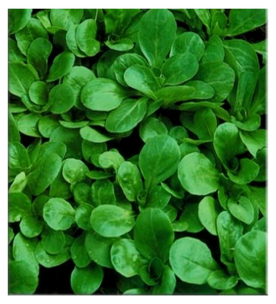 Feldsalat Favor Vorteilspackung