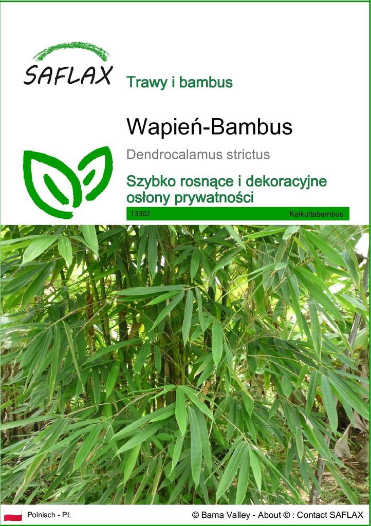 SAFLAX - Wapień-Bambus - 50 Nasiona - Dendrocalamus Zdjęcie produktu 