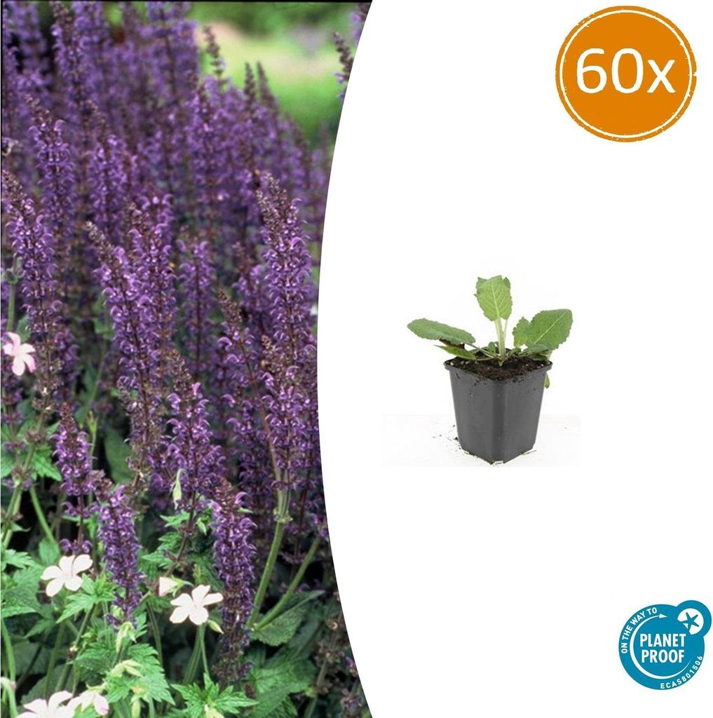 Blüten-Salbei Salvia nemorosa 'Mainacht' – 10-25cm – Ø9cm – 60 Pflanzen – Staude mit intensiv blauen Blütenähren – Bienenfreundlic...