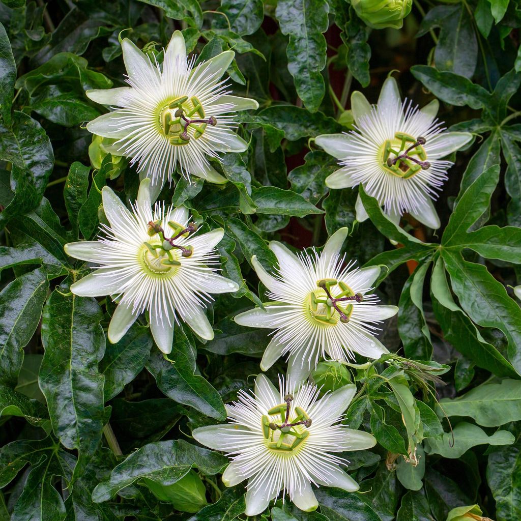 Passionsblume Passiflora Avalanche 2 Pflanzen 11cm 40cm weiße Kletterpflanze