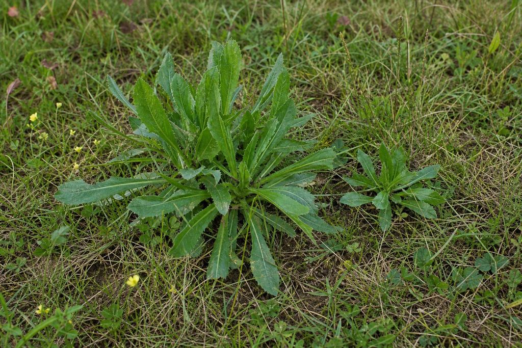 SaatPilot Lactuca virosa 100 Samen Gift-Lattich Produktbild 