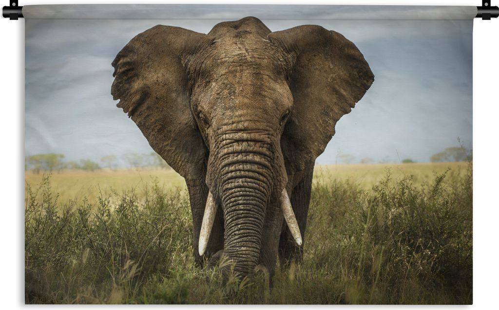 MuchoWow® Wandteppich Wandbehang Elefant - Tiere - Gras Produktbild 